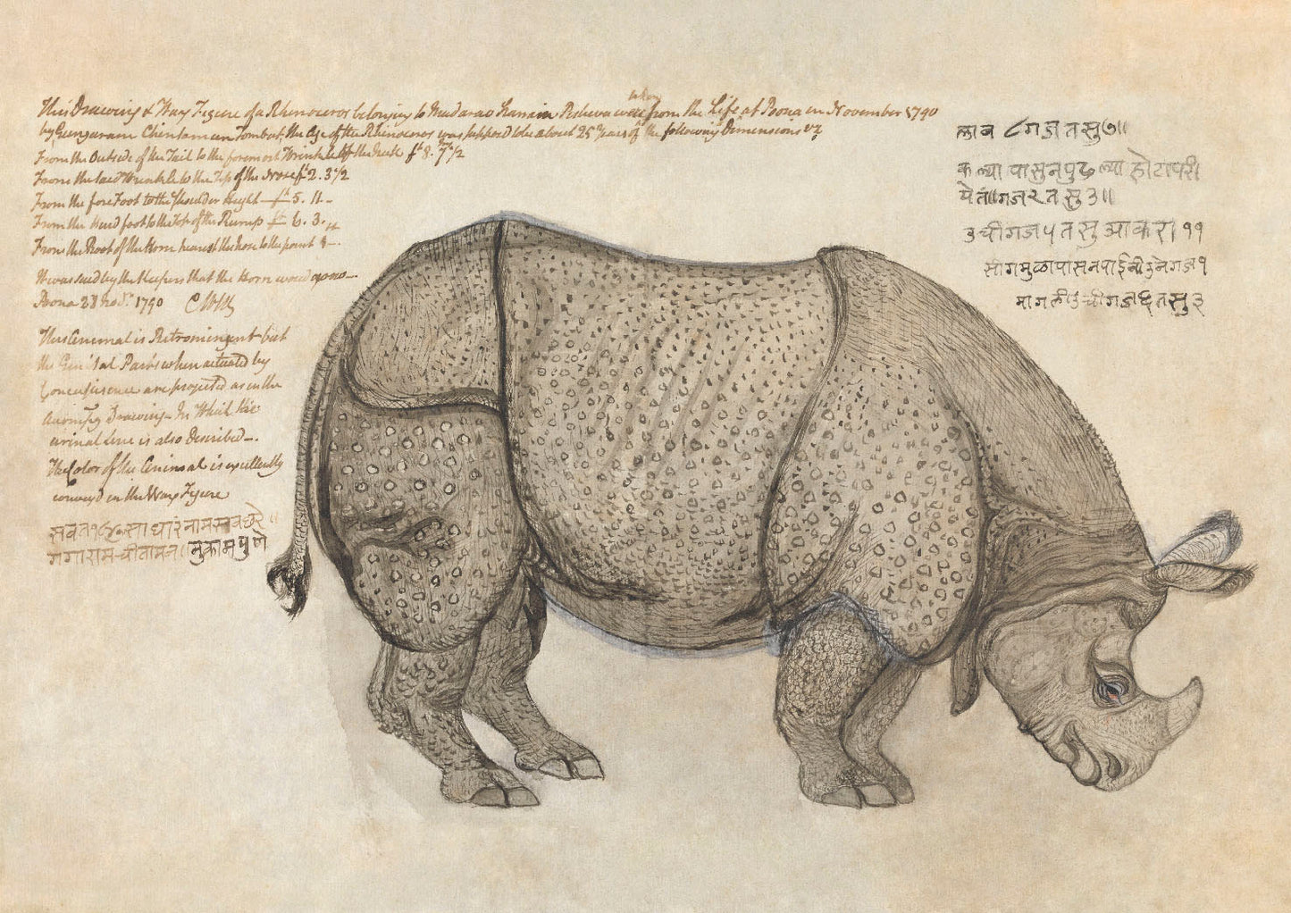 Rhinoceros Print