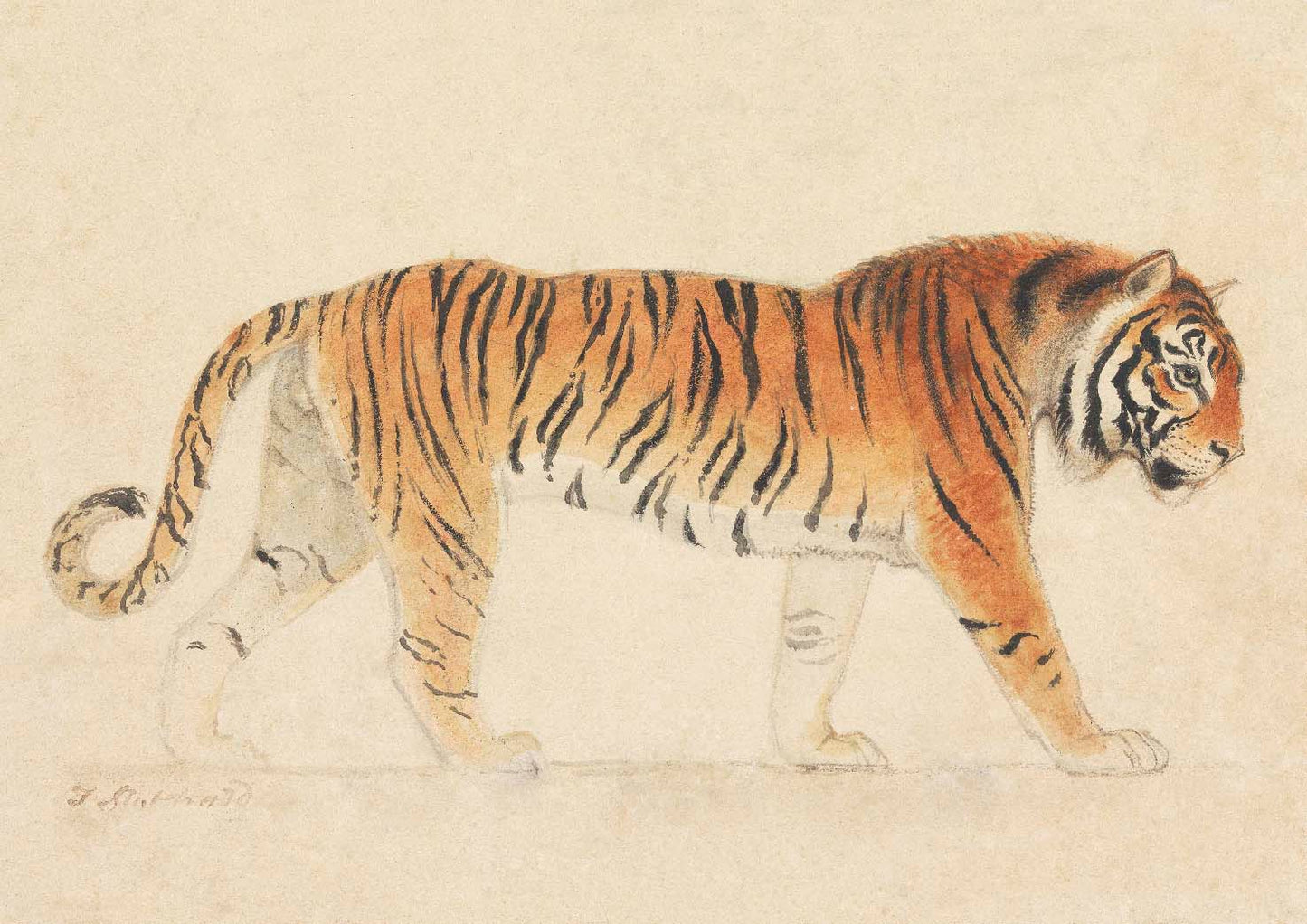Tiger Walking by Thomas Stottard