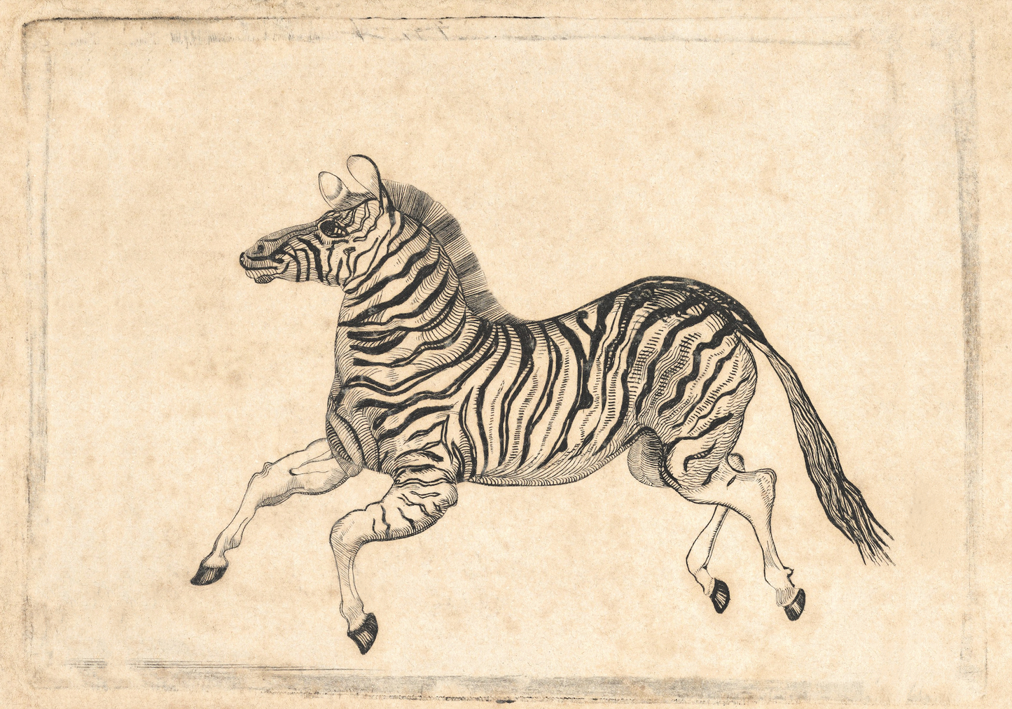 Zebra banknote vignette from A.B.C Durand and Co.