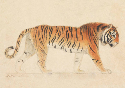 Tiger Walking by Thomas Stottard